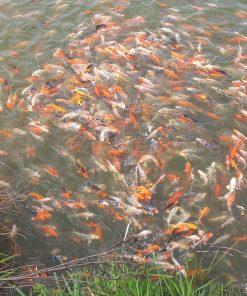 Poissons de bassin  Boutique en ligne ZooArt