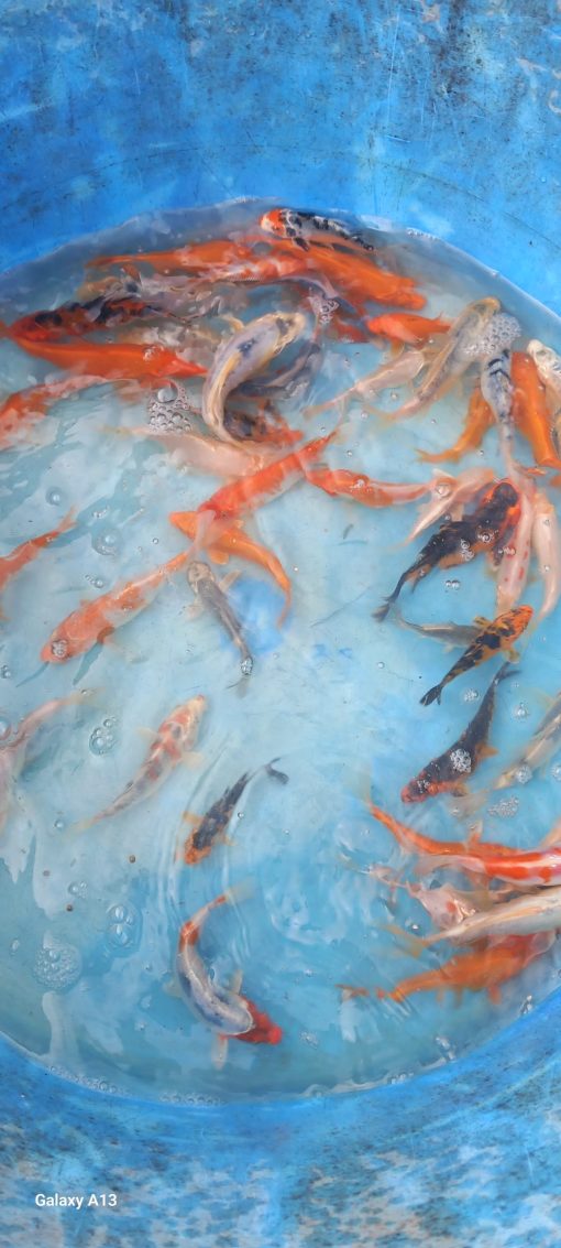 Carpe Koï mix. – Image 5