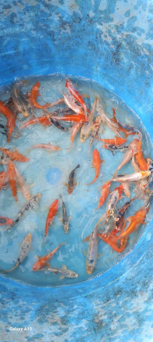 Carpe Koï mix. – Image 4