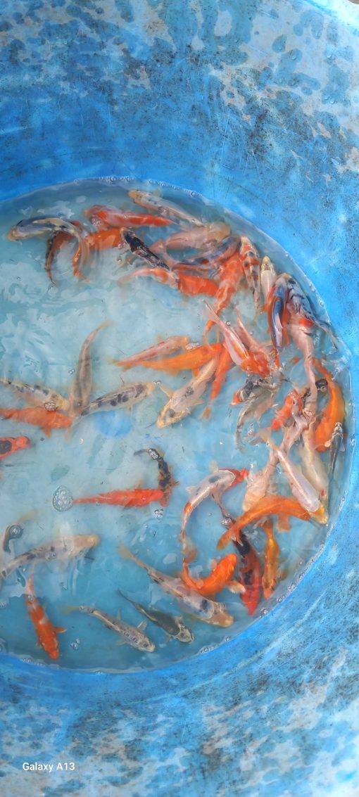 Carpe Koï mix. – Image 3