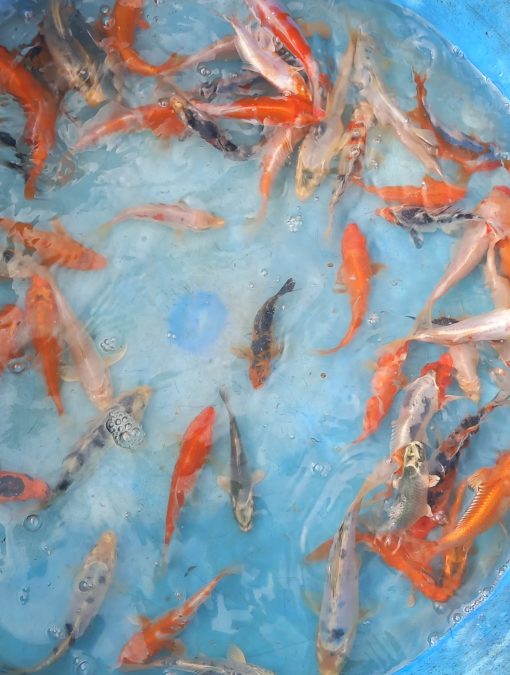 Carpe Koï mix. – Image 2