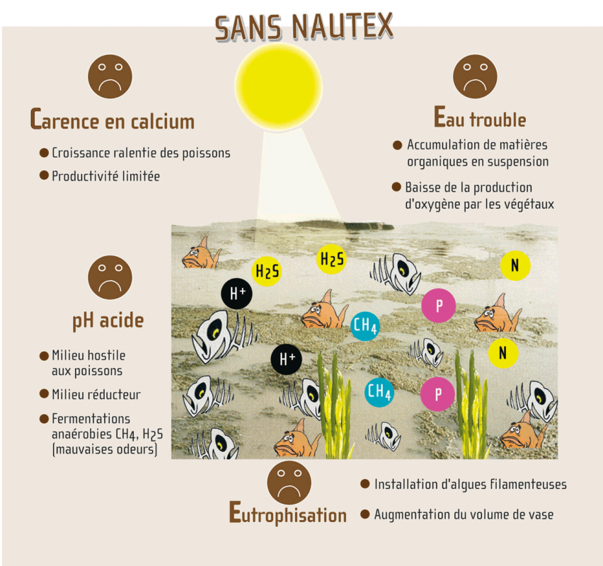 nautex-sans