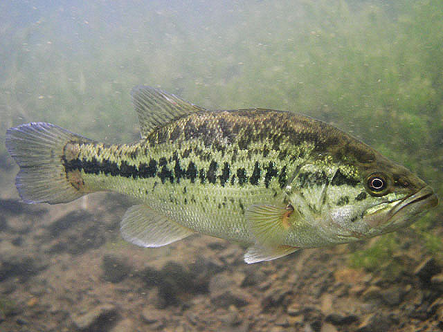 Vente En Ligne De Black Bass Poisson D Etang Carnassier