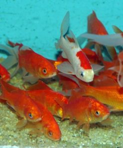 Poissons rouges