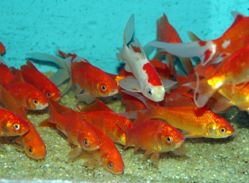 Poissons rouges - Pisciculture Cardon