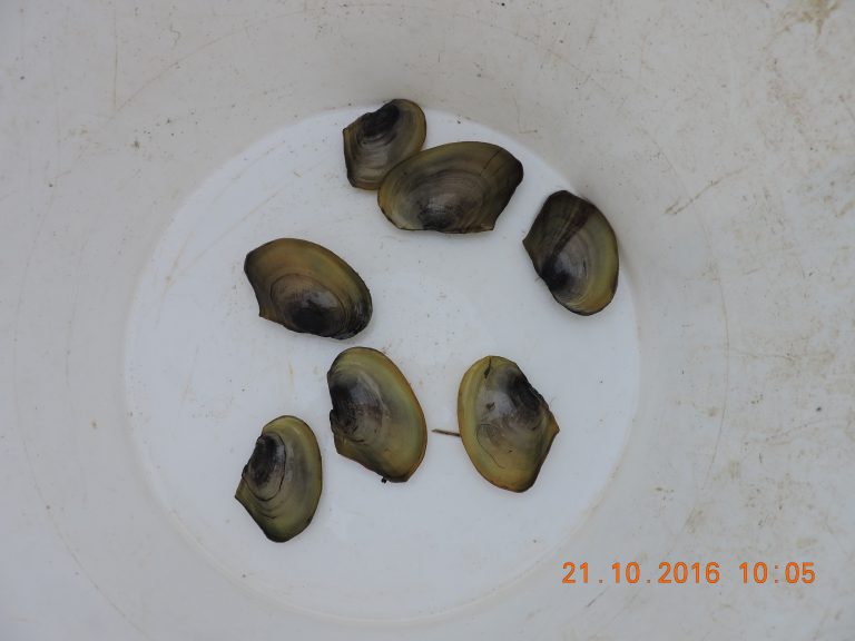 vente en ligne anodonte moule d'eau douce. Coquillage filtreur — free download