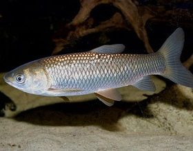 Poisson d'étang carpe herbivore 12-14 cm