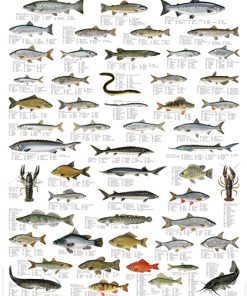 Poissons rouges - Pisciculture Cardon