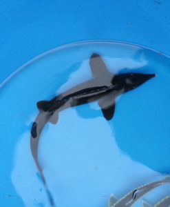Pisciculture Cardon Vente De Poissons D Ornement Et De Repeuplement